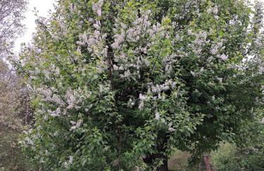 Ferienwohnung Martin - Foto 24