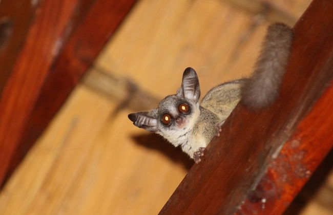 Kruger Kumba - Mugwenzi - Photo 28