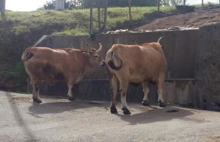 El Requexu de Cervera - Foto 43