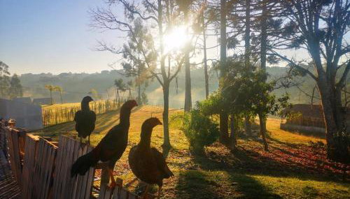 Cabana Suiça - Foto 3, Garden, Garden view