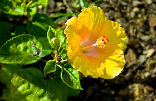 Casa de Cacela - Foto 67