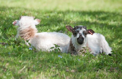 Godshill Park Cottages - Foto 19