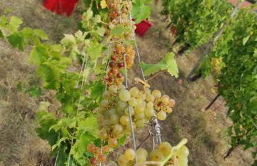 Casa villetta "La Colomba" Nizza Monferrato - Foto 26