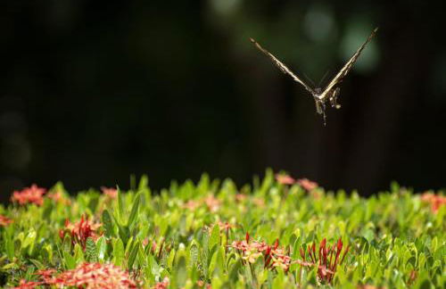 Antunes vila maragogi - Foto 50