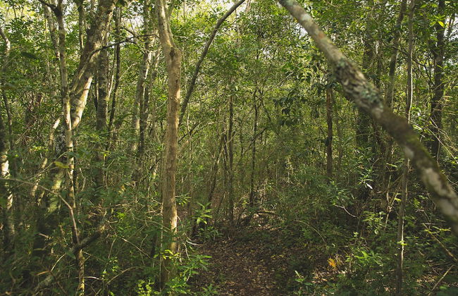 Teniqua Treetops - Foto 60