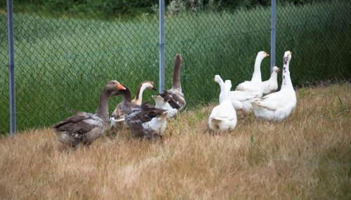 Agriturismo Il Borgo - Foto 2