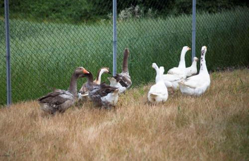 Agriturismo Il Borgo - Foto 2