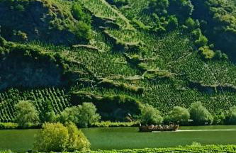 Ferienwohnung mit Blick auf die Moselloreley - Foto 15