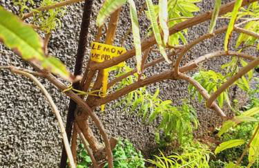 Villa Paradise Madeira Ocean View - Foto 40