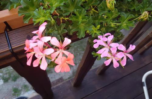 Maison Cenne Vda Gressan n 0030 - Foto 17