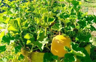 Casa da Quinta da Prelada Simão - Foto 32