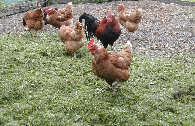 Bio Bauernhof Hotel Matlschweiger - Foto 49