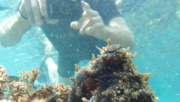 Fotografiando los corales