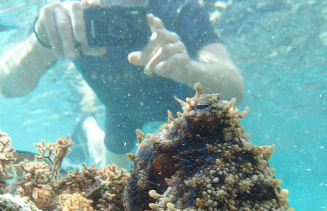 Porto dos Frades Snorkelling - Foto 5