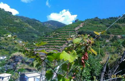 Case vacanza Reggimonti Cinque Terre - Foto 38