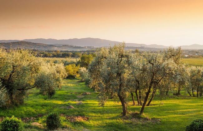 Agriturismo Il Palazzo - Foto 40