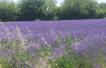 Mas en Provence - Photo 6