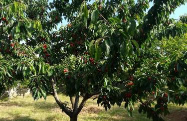Apartments with a parking space Poljica, Zadar - 13289 - Foto 13