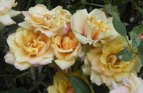 Caterina Residence - Foto 33