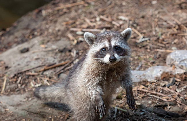 Ingresso do Aquário Emaar - Foto 5