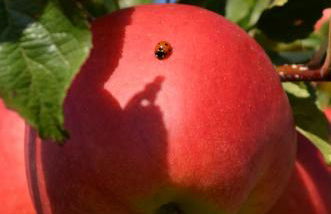 Ferienhaus - Kern - Foto 37