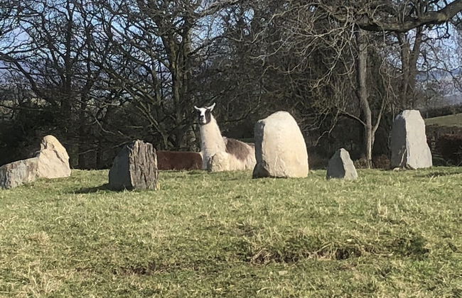 The Shepherds Hut at Hafoty Boeth - Foto 25