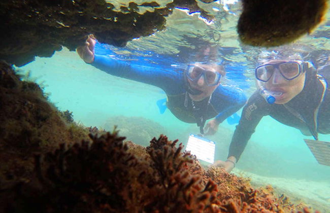Porto dos Frades Snorkelling - Foto 3