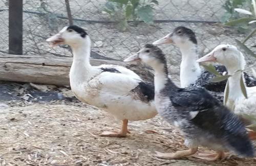 Casa Rural Cortijos San Jose - Foto 66