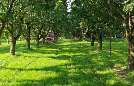 Domki w Winnicy - Świętokrzyska Winnica Knapów - Foto 16