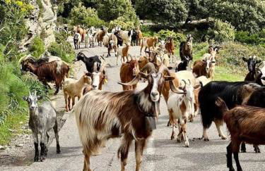 Les villas de Mélody - Foto 70