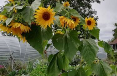 Romantische Wohnung Bauernhof, 100m2 offenes Dachgeschoss - Foto 7