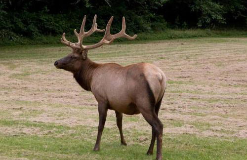 The Snow Owl Cabin - Foto 43