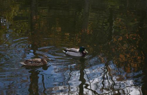 Aparthotel Quinta do Crestelo - Foto 60