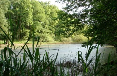 Ferienhaus Bindow - Foto 19