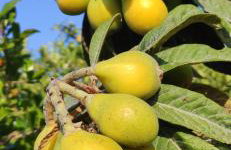 Garden house - Photo 69