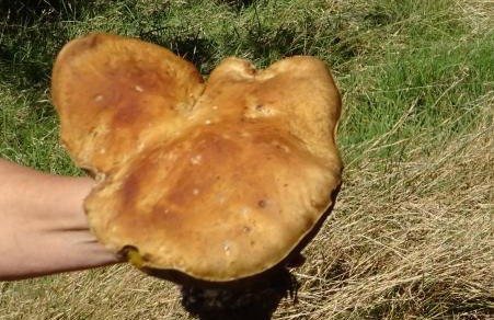 Apartment Almberg - Foto 73