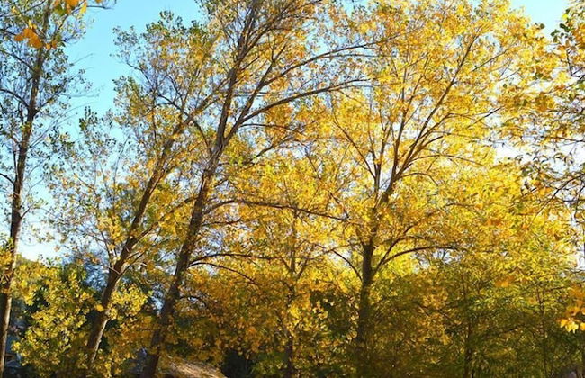 Farma Sotira - Foto 57