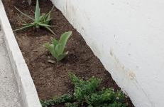 Casa vacanze Agrumeto - Foto 11