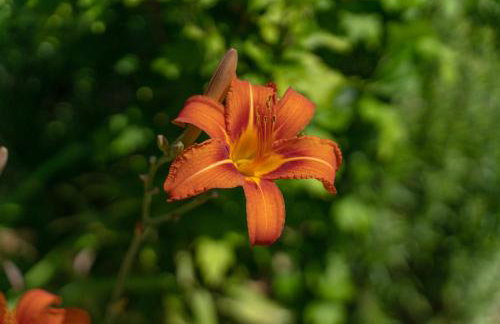 Apartments Srdanovic - Photo 52