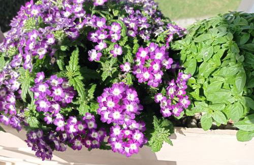 Domina Villas - Photo 29