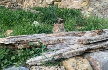 Casa Sarrano - Foto 60