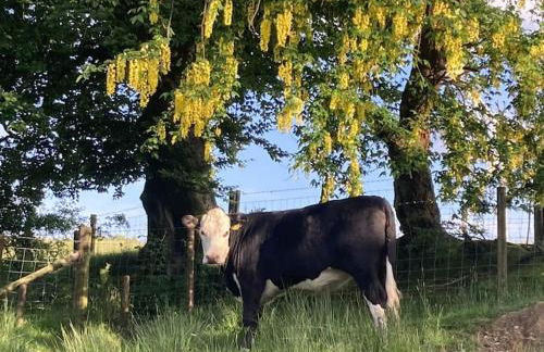 Blaengwen Bach - Photo 19