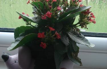 Apartment Gradina - Foto 40