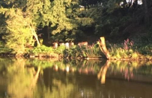 Unique & serene 1-Bed Cabin close to Domfront - Foto 18