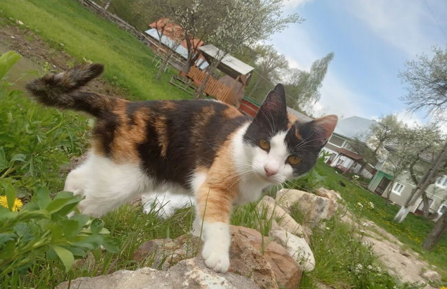 Room in Guest Room - Idylic Family Sejour With Hottube in Green Land - Foto 26