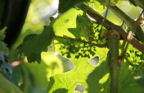 Appartement Familie Ernst - Foto 52