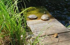 Ferienbungalow Haus am Teich - Foto 9