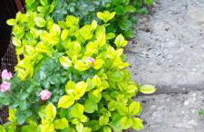 Ορεινος Παραδεισος - Photo 28