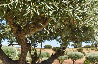Aleixo's House | Alentejo - Foto 31
