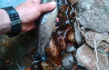 Chalet bois au milieu des Pyrénées - Foto 14